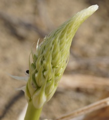 Himantoglossum caprinum