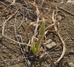Himantoglossum caprinum