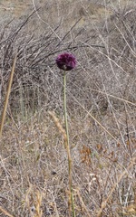Allium atroviolaceum