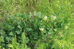 Vicia pisiformis