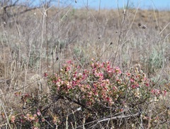 Atraphaxis replicata