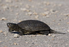 Emys orbicularis