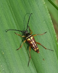 Typocerus velutinus