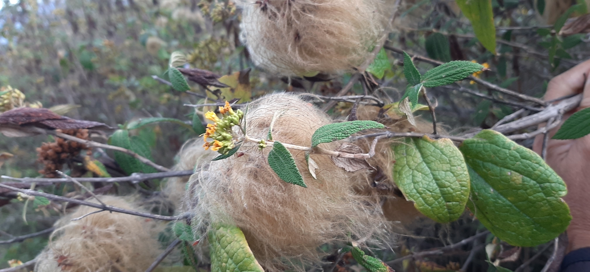 Clematis haenkeana image