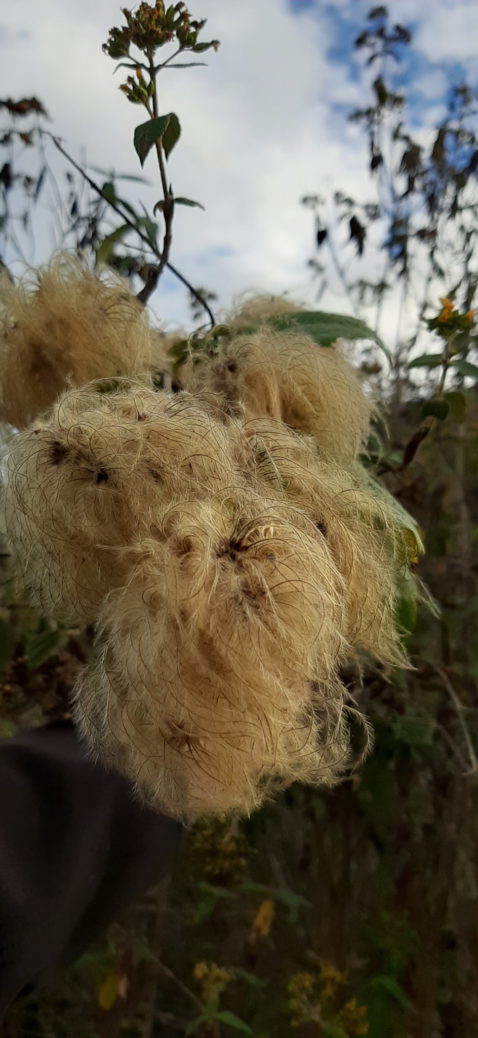 Clematis haenkeana image