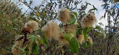 Clematis haenkeana