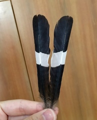 Upupa epops