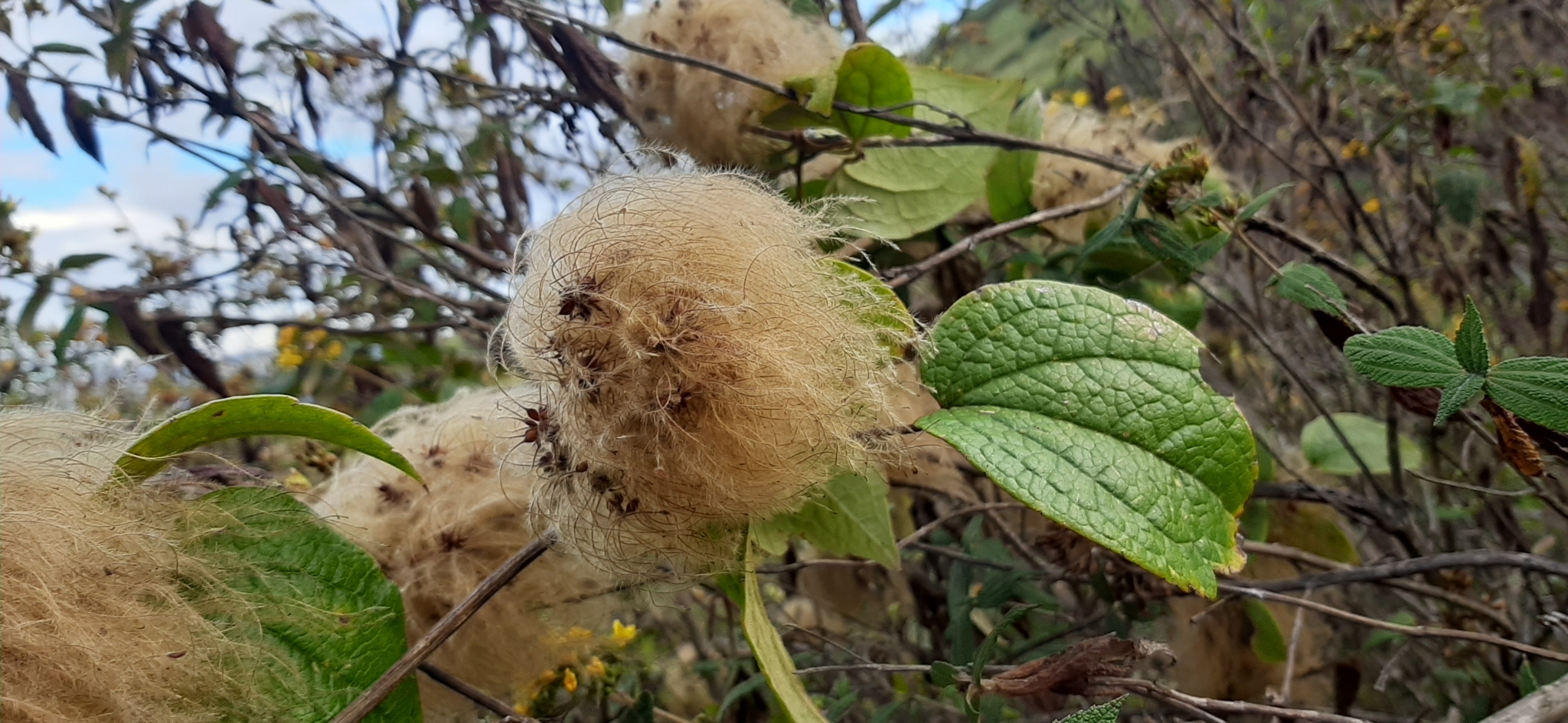 Clematis image