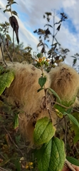 Clematis haenkeana