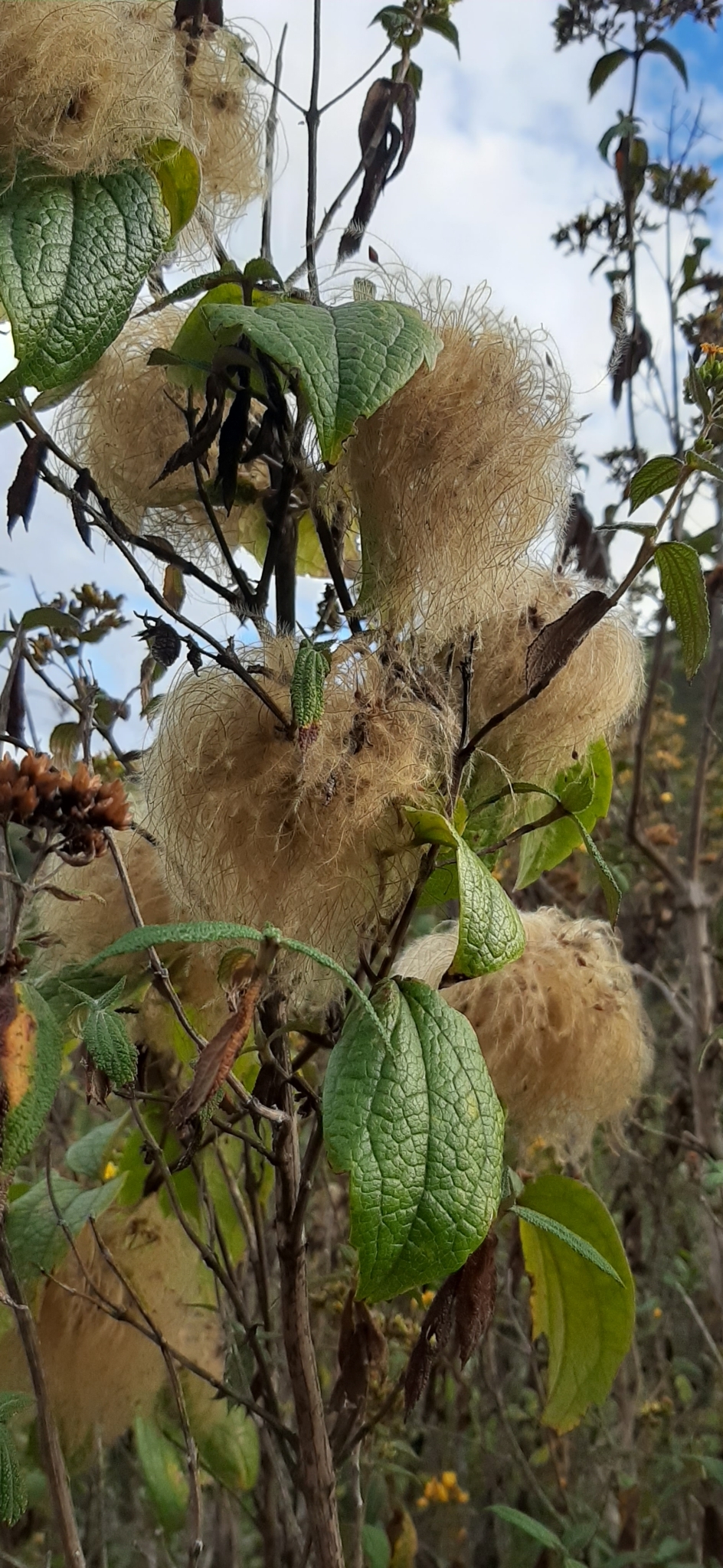 Ranunculaceae image