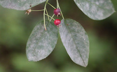 Amelanchier × lamarckii