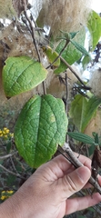 Clematis haenkeana