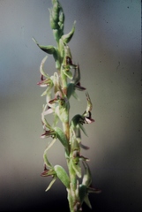 Prasophyllum gracile