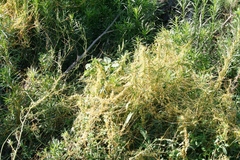 Cuscuta denticulata