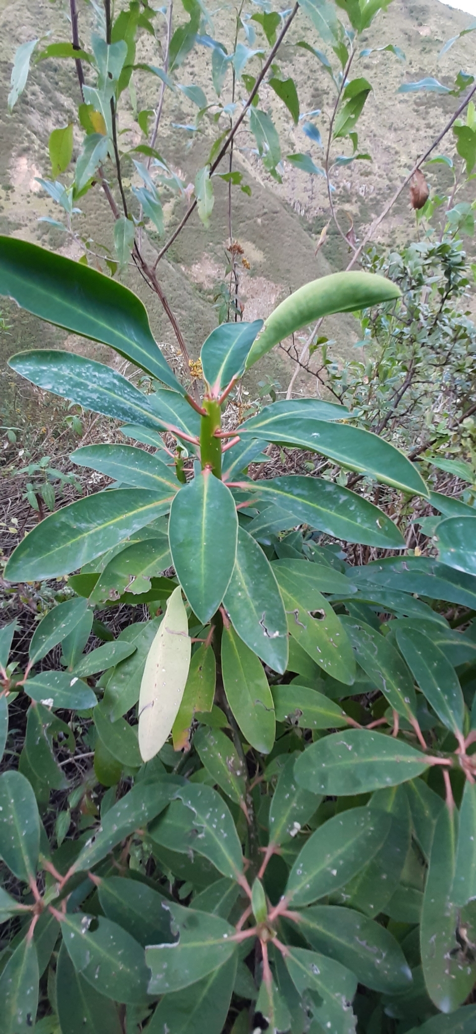 Euphorbia laurifolia image