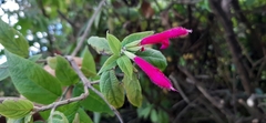 Salvia tortuosa
