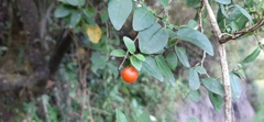 Solanum siphonobasis