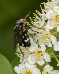Sericomyia lata
