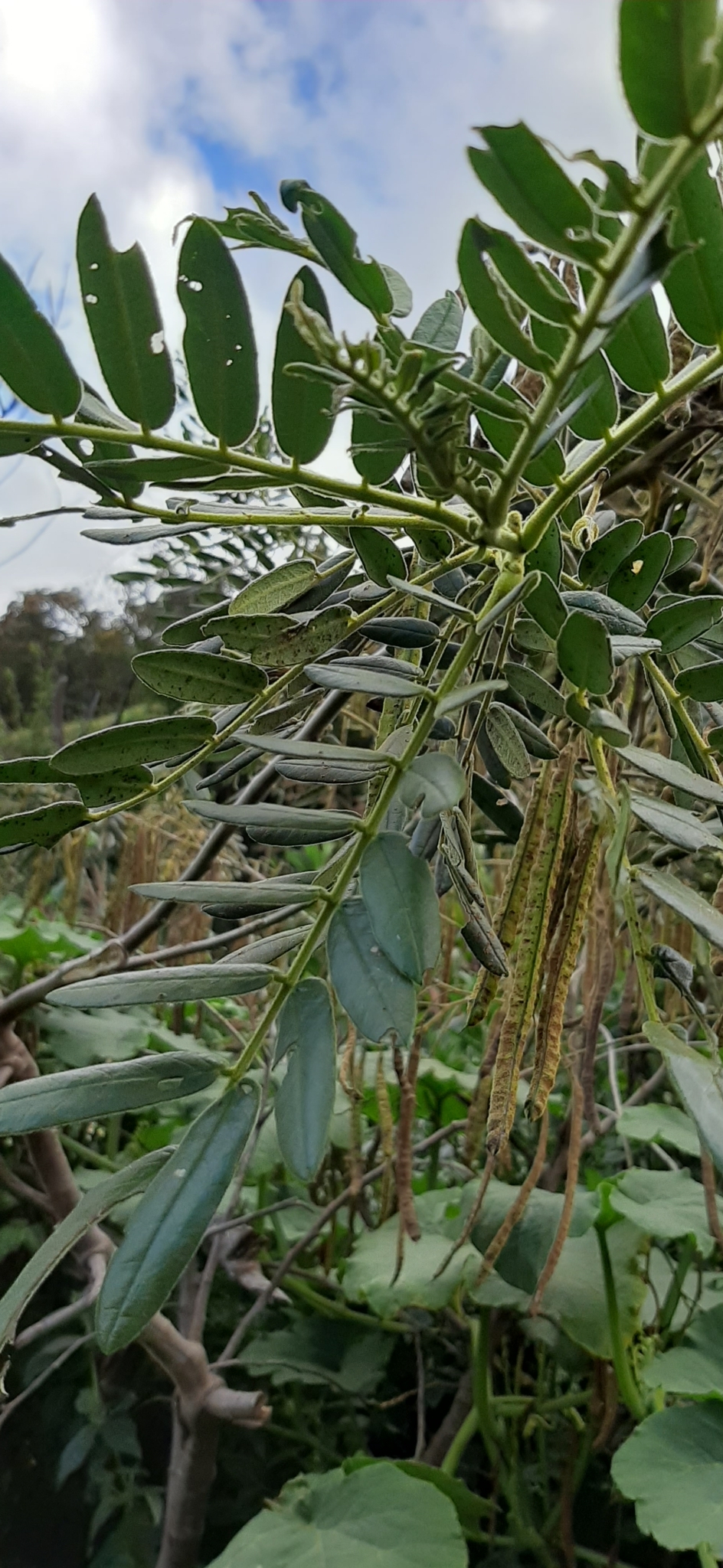 Senna multiglandulosa image