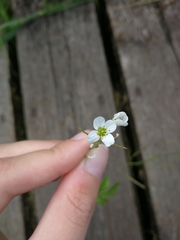 Cardamine amara