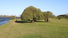 Myoporum montanum