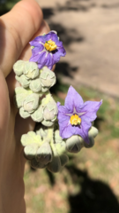 Solanum granulosoleprosum