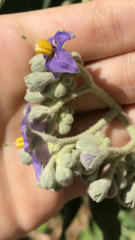 Solanum granulosoleprosum