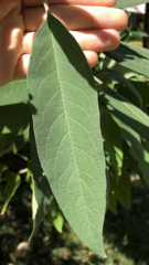Solanum granulosoleprosum