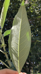 Solanum granulosoleprosum