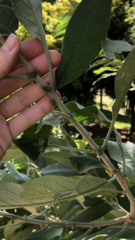 Solanum granulosoleprosum