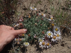 Townsendia florifera