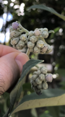 Solanum granulosoleprosum