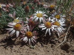 Townsendia florifera