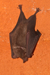 Leptonycteris