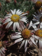 Townsendia florifera