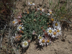 Townsendia florifera