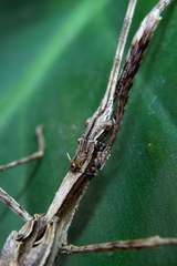 Xerosoma canaliculatum