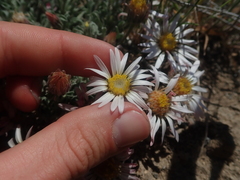 Townsendia florifera