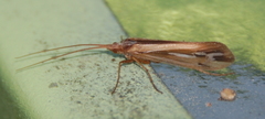 Limnephilus ornatus