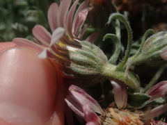 Townsendia florifera