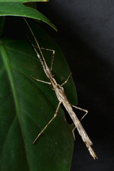 Xerosoma canaliculatum