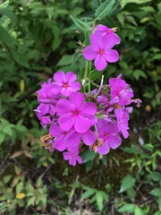 Phlox glaberrima