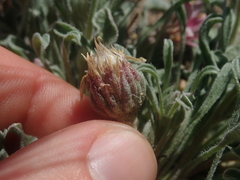 Townsendia florifera