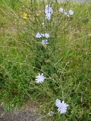 Cichorium intybus