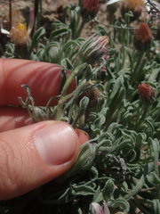 Townsendia florifera