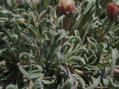 Townsendia florifera