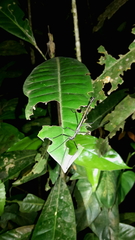 Paraphasma