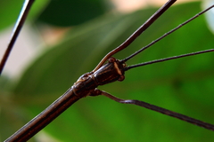 Cladoxerus