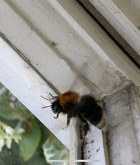 Bombus hypnorum