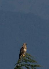 Buteo refectus